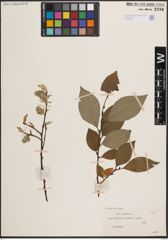 Foto von Salix caprea L.